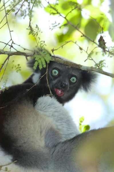 4051-Indri-Perinet--sciencesblog.jpg