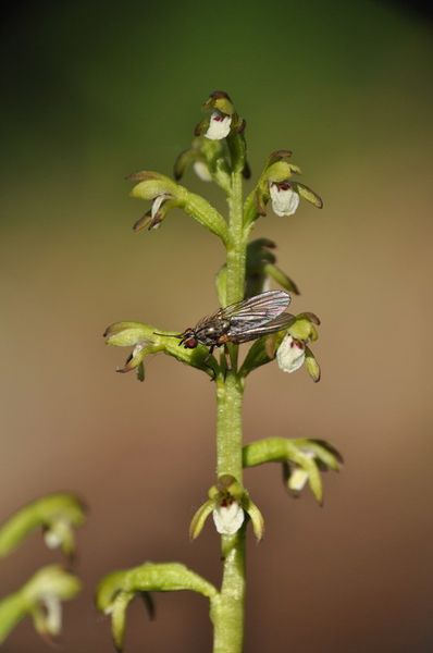 50 Corallorrhiza trifida