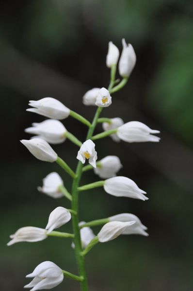 B Cephalanthera longifolia 02