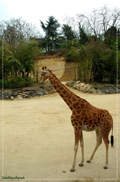 Zoo-Douai 0937