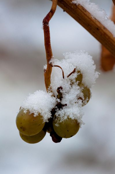 vignes-sous-la-neige 5534