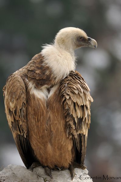 vautour fauve8
