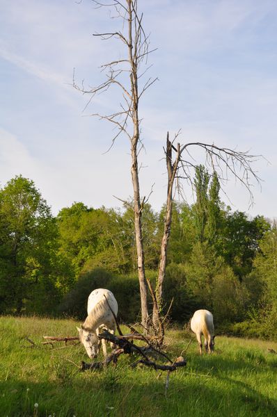 troupeau-2010-2011 0058