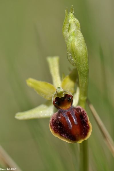 OPHRYS aranifera (Ophrys araignée)
