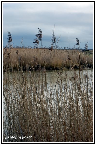 Copie-de-DSC_0054.JPG