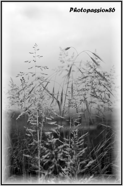 Copie-de-DSC_0076-copie-1.JPG