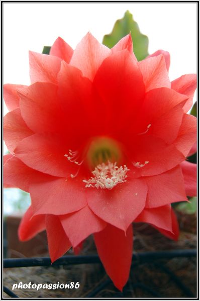 cactus.jpg