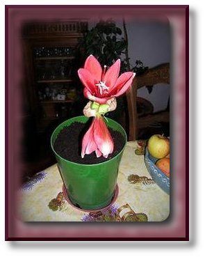 amaryllis 1