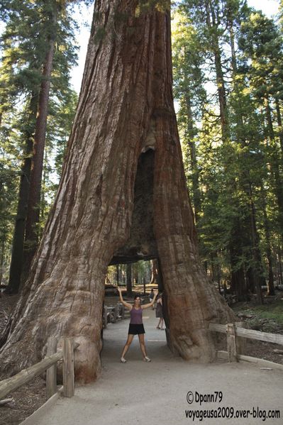 Yosemite - Mariposa Grove01
