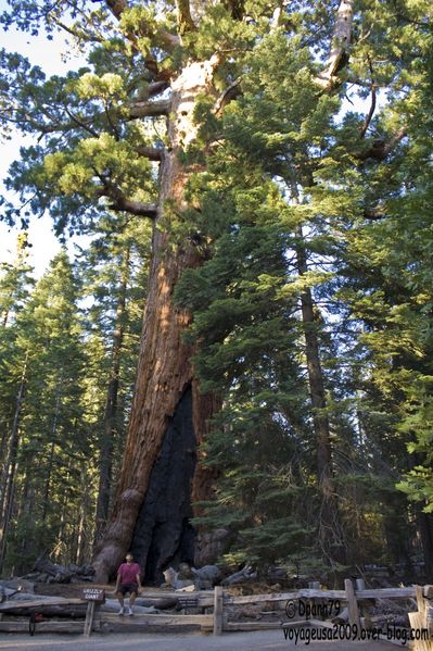Yosemite - Mariposa Grove03