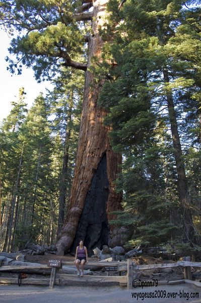 Yosemite - Mariposa Grove04