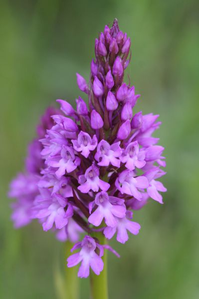 Anacamptis2