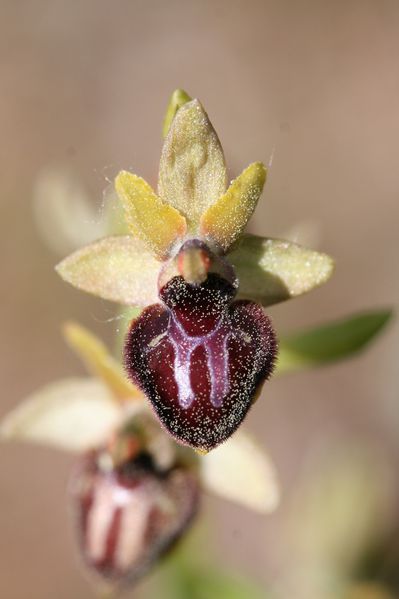 ophrys-petite araignée2