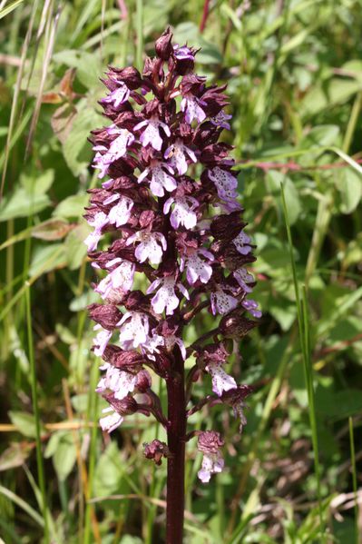 orchis-pourpre2