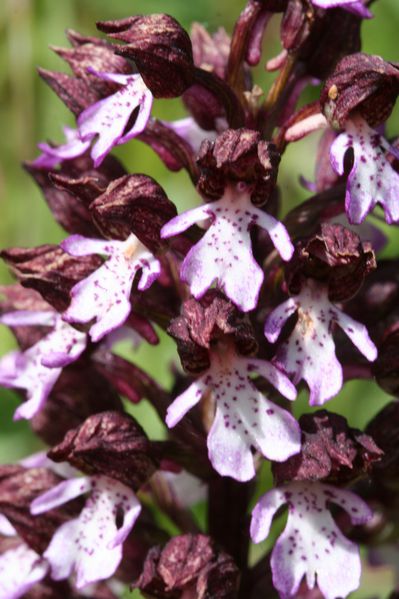 orchis-pourpre3