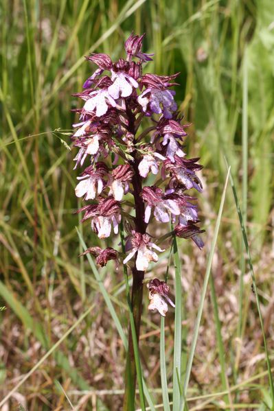 orchis-pourpre4
