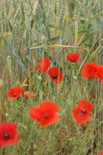 coquelicot (23)
