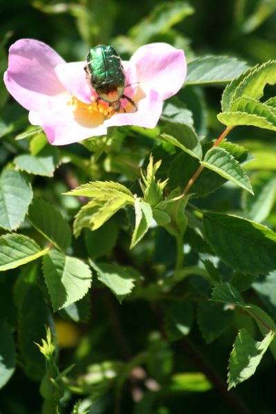 Juillet-2009_3008.jpg
