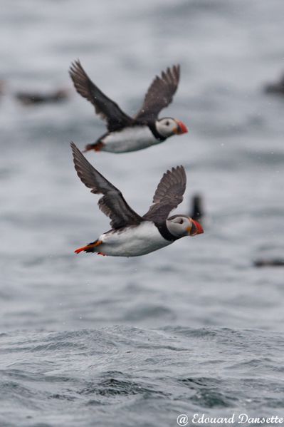 Macareux, farnes, juin 2010 mail-70