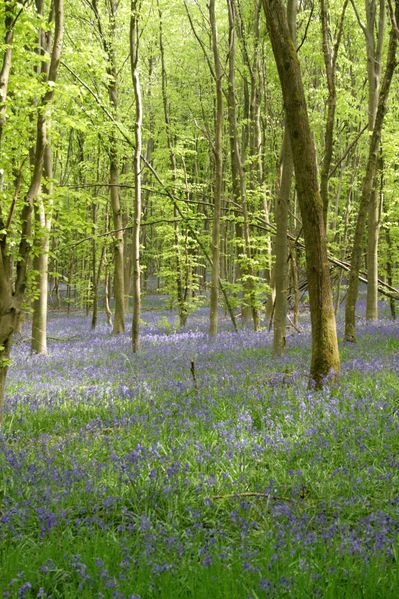 la-nature-au-printemps 6148