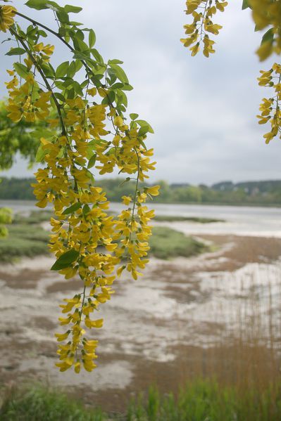 les-bords-de-la-riviere-d-Auray_003.JPG