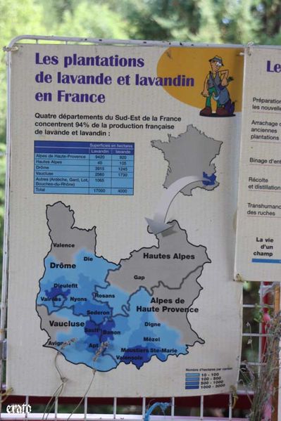 lavande--019.jpg
