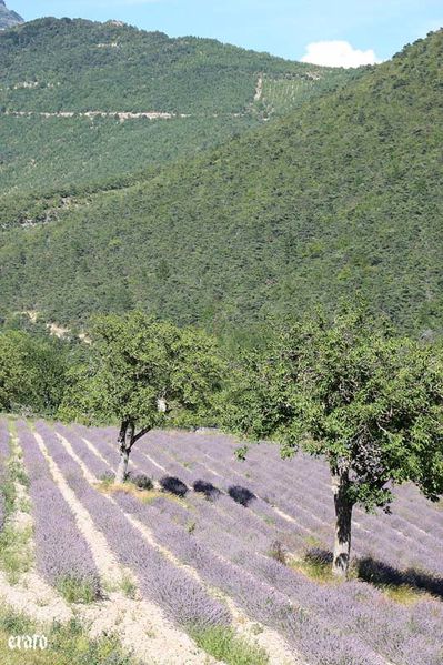 lavande--046.jpg