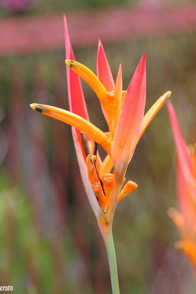 28-mars-2011--entre-deux---cases-et-fleurs-083a.jpg