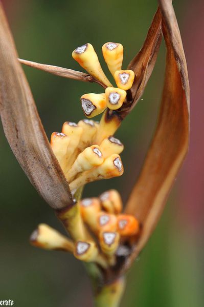 28-mars-2011--entre-deux---cases-et-fleurs-084a.jpg