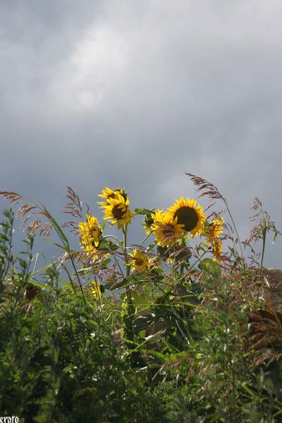 21juillet---verger-maison-et-campagne-064-a.jpg