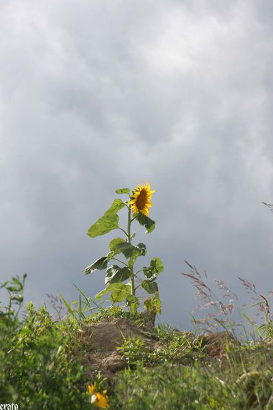 21juillet---verger-maison-et-campagne-065-a.jpg