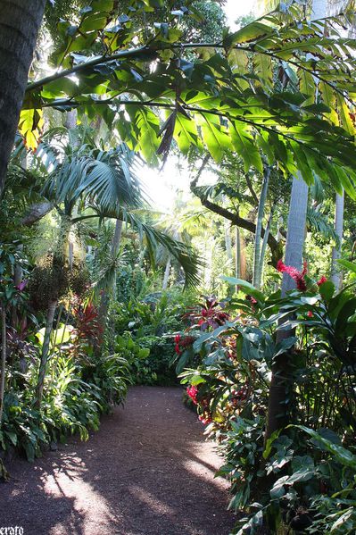 5-avril-2011--Saint-Joseph-Le-jardin-des-parfums-e-copie-2.jpg