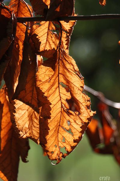 27sept2011--coeur-en-cage--passiflore---speed--feuilles-aut.jpg