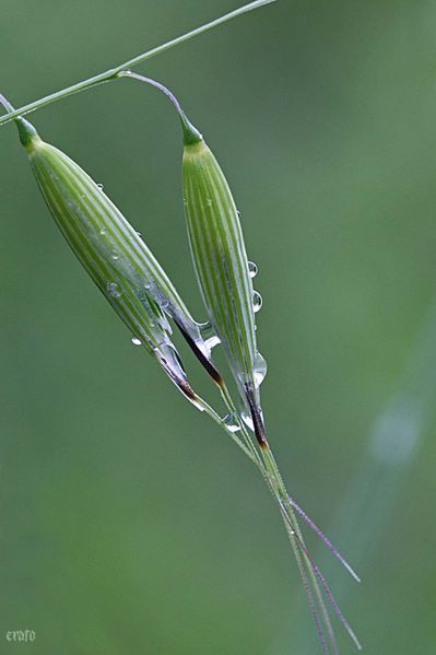 20mai2012-pluie-006a.jpg