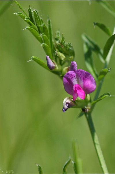 26mai2012--fleurs-011a.jpg