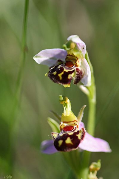 29mai2012--rosee-005a.jpg