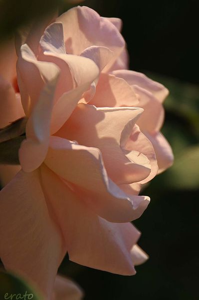 15juillet2012---roses-du-soir-018a.jpg