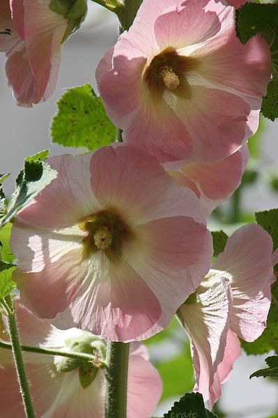 20-juin-2012---Jardin-aux-plantes-parfumees-Limoux-376a.jpg