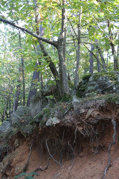 15oct2011-citrouille--foret--chataignes-091a.jpg