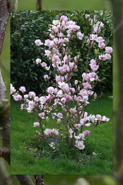 Magnolia Tulipier en Fleurs 04 2011