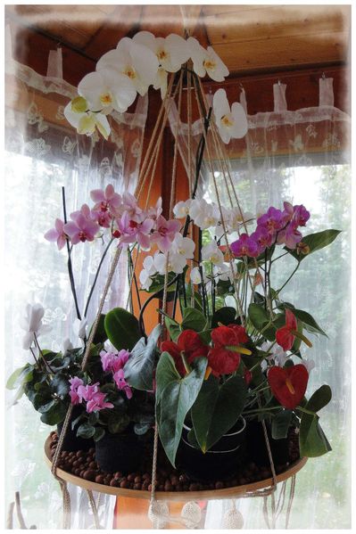suspension orchidées1