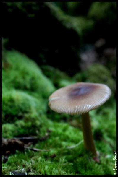 Irlande-2010 4568