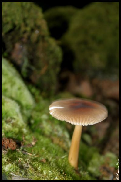 Irlande-2010 4572