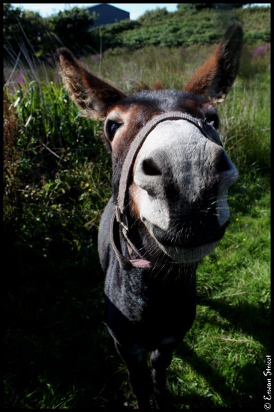 Irlande-2010 5096