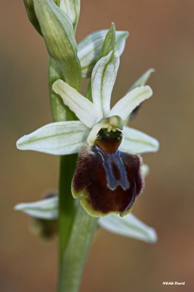 Ophrys des Olonnes