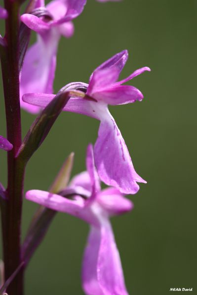 Orchis des marais 3