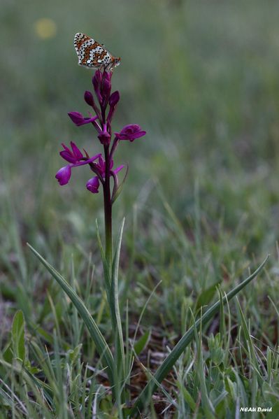 Mélitée du plantain