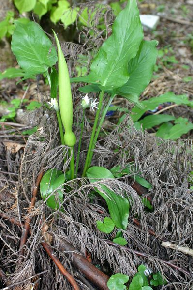 arum-maculatum-3069.JPG