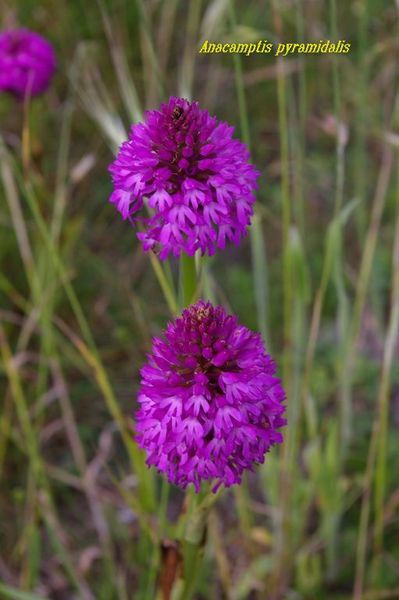 Anapcamptis pyramidalis