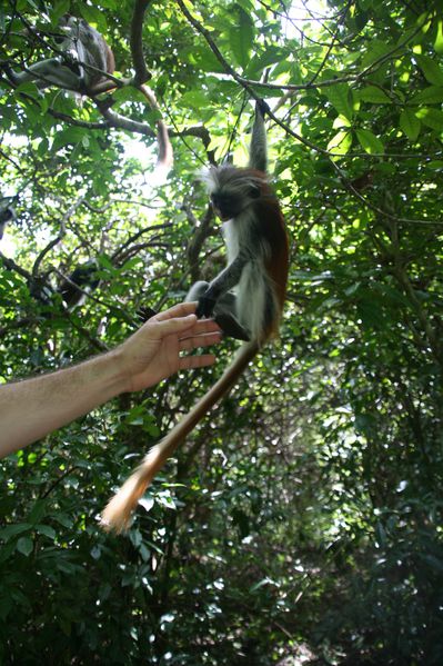 rencontre zanzibar